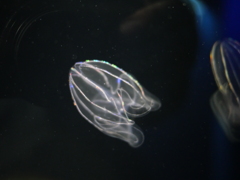 深海くらげ？