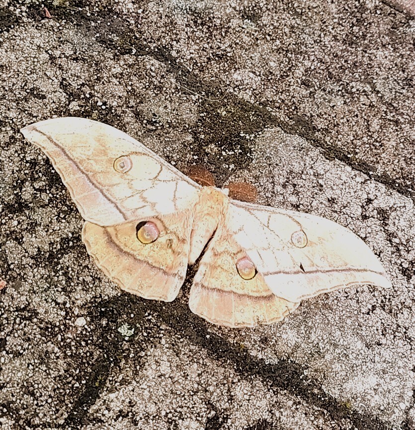 嫌いな方は、閲覧注意？