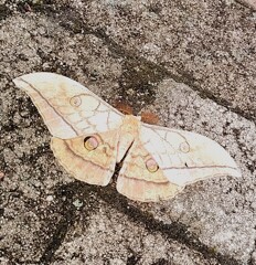 嫌いな方は、閲覧注意？