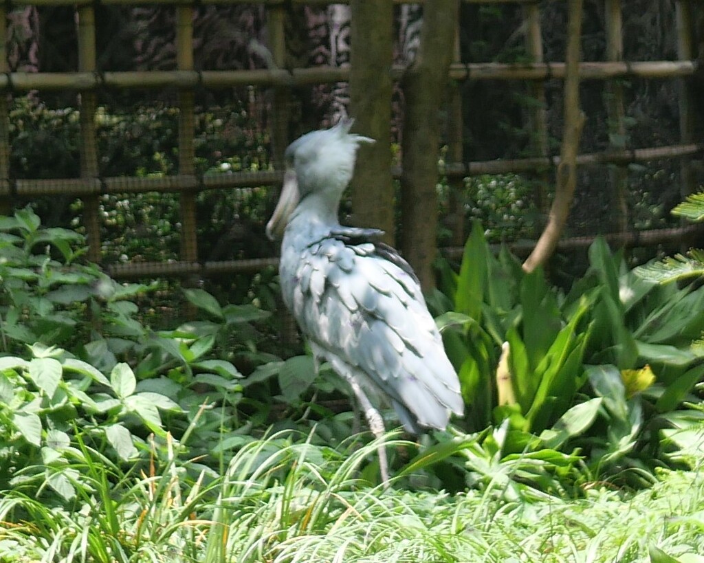 ハシビロコウ
