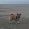 釣りの前に、海行ってきました。
