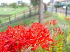 季節物で、彼岸花。