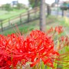 季節物で、彼岸花。