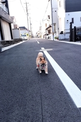 暑くなる前の近所のお散歩ショット