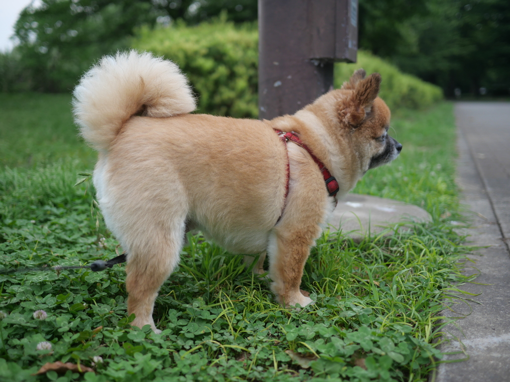 ムッチムチ、ぽんちゃん。笑えるWWW