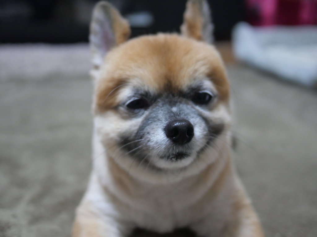 床屋行ってきたよ。