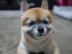 床屋行ってきたよ。