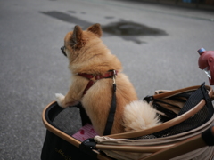 男は黙って、乳母車から背中で語る・・・