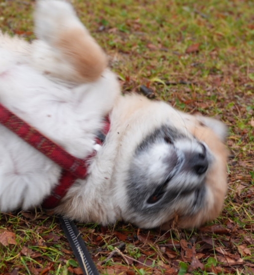 ぽんちゃん、至福の時間です。