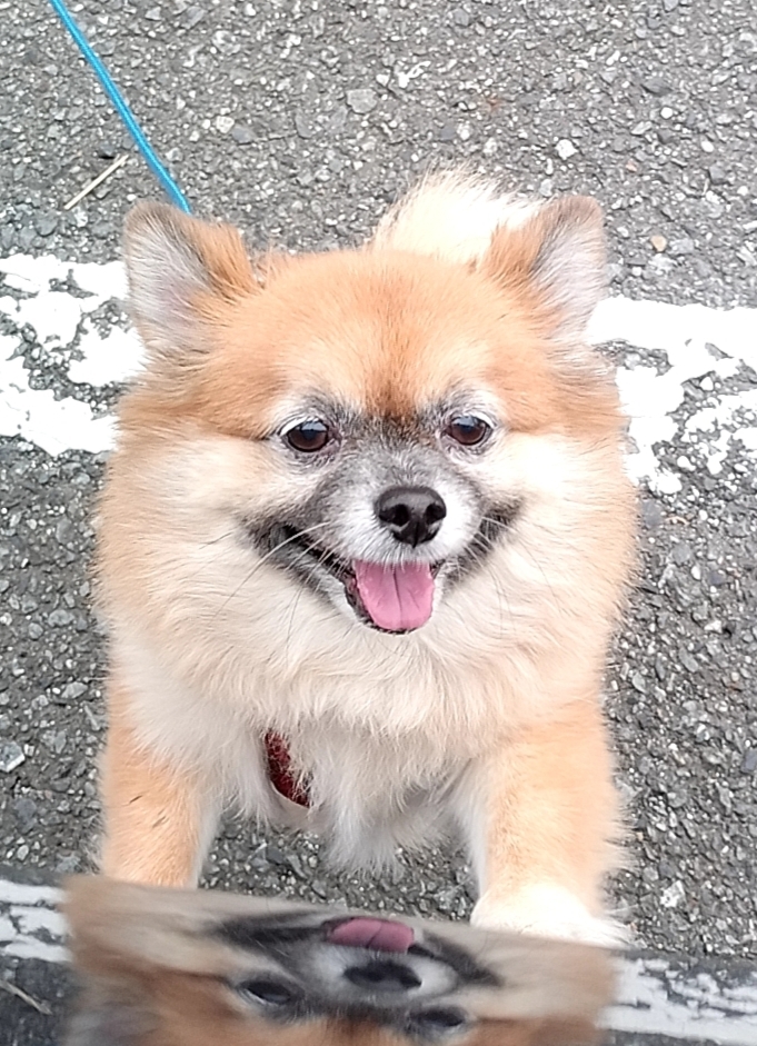 珍しく正面からぽんちゃん。