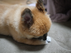 まん丸頭