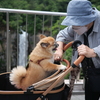 オカンとぽん太と時々、華厳の滝