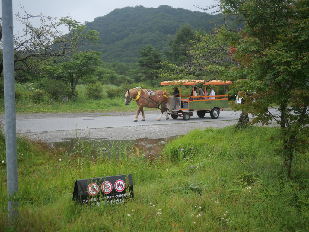 おっきいね