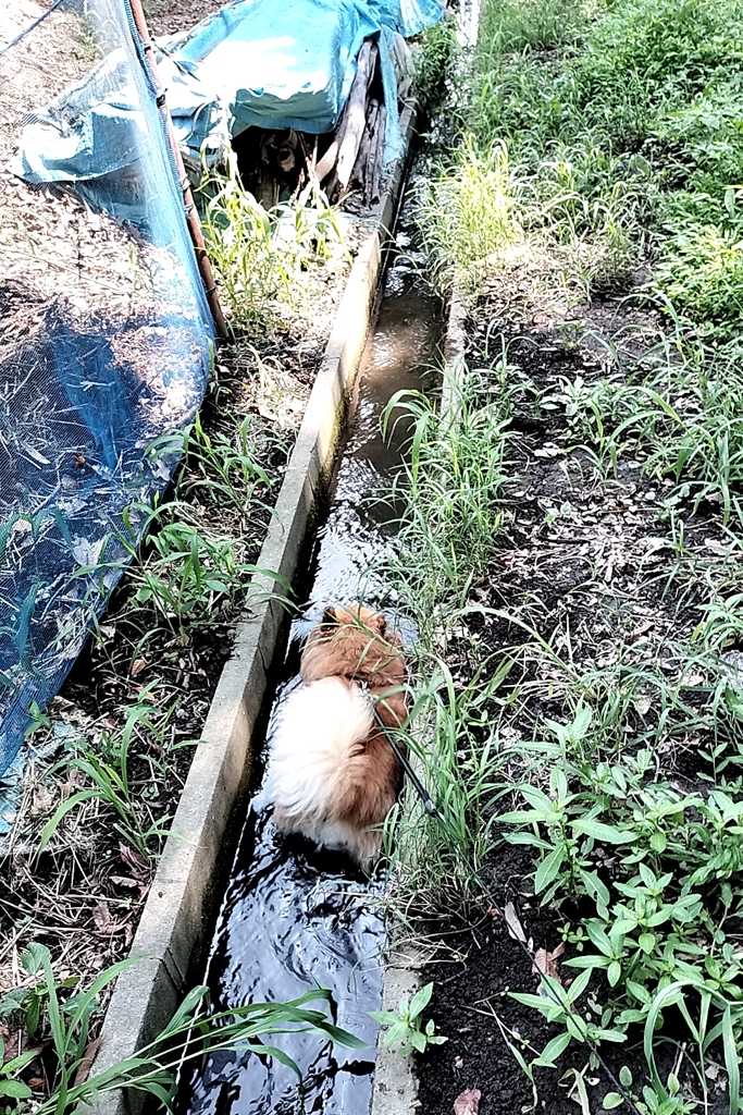 田んぼ横の水路ジャブジャブWWW