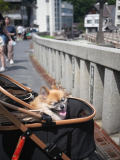 湯畑でも、はぁはぁ～