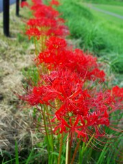 柄にもなく、花撮ってみる。