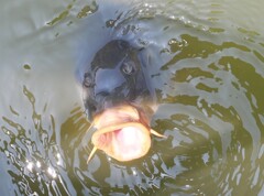 それでも♪鯉は・・・