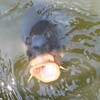 それでも♪鯉は・・・