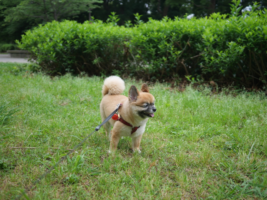 数少ない正面からの写真WWW