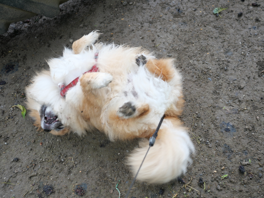 本日のゴロゴロ