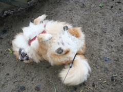 本日のゴロゴロ