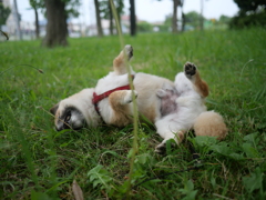舎人公園