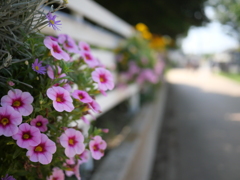 花も咲いてたね