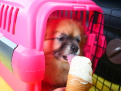 今日は暑かったね～、わたぼくソフトクリーム