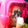 今日は暑かったね～、わたぼくソフトクリーム
