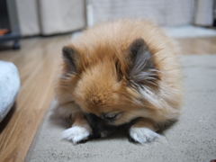 眠いね