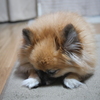 眠いね