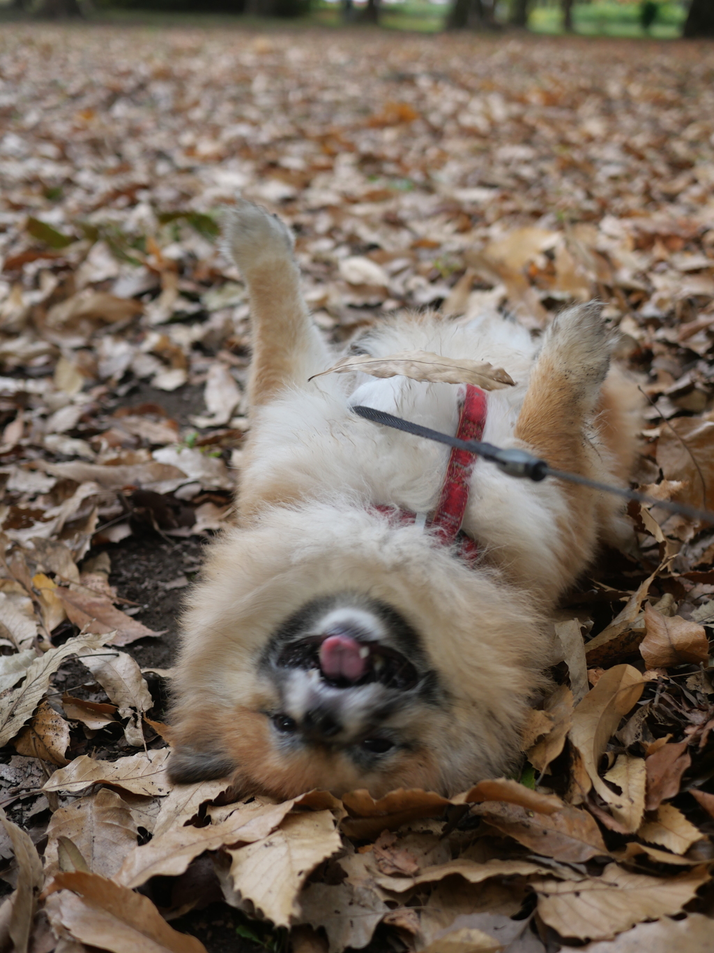 落ち葉で大満足？WWW