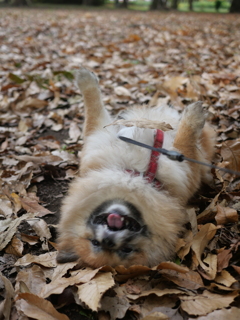落ち葉で大満足？WWW