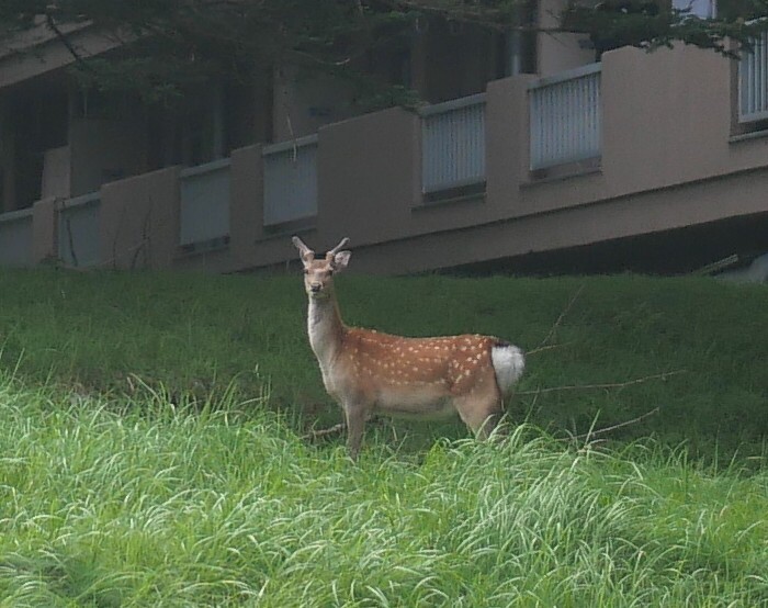 ぽんちゃんには、ちょっとでかいかな？
