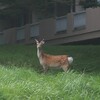 ぽんちゃんには、ちょっとでかいかな？