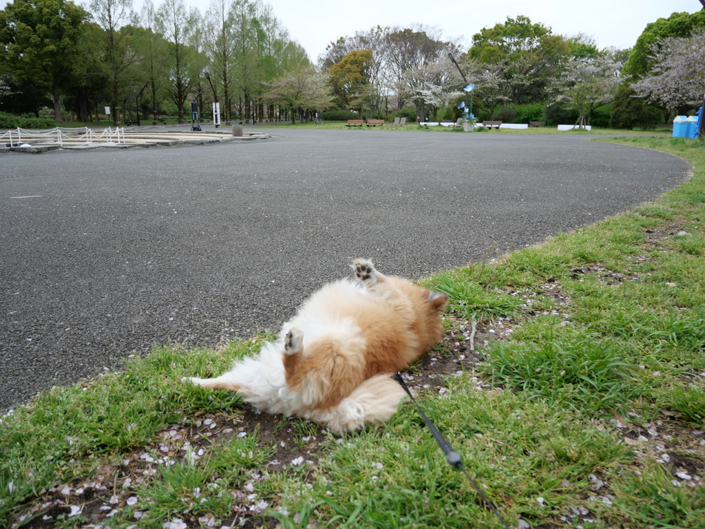 ゴロゴロ
