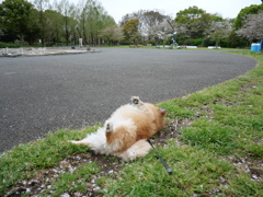 ゴロゴロ