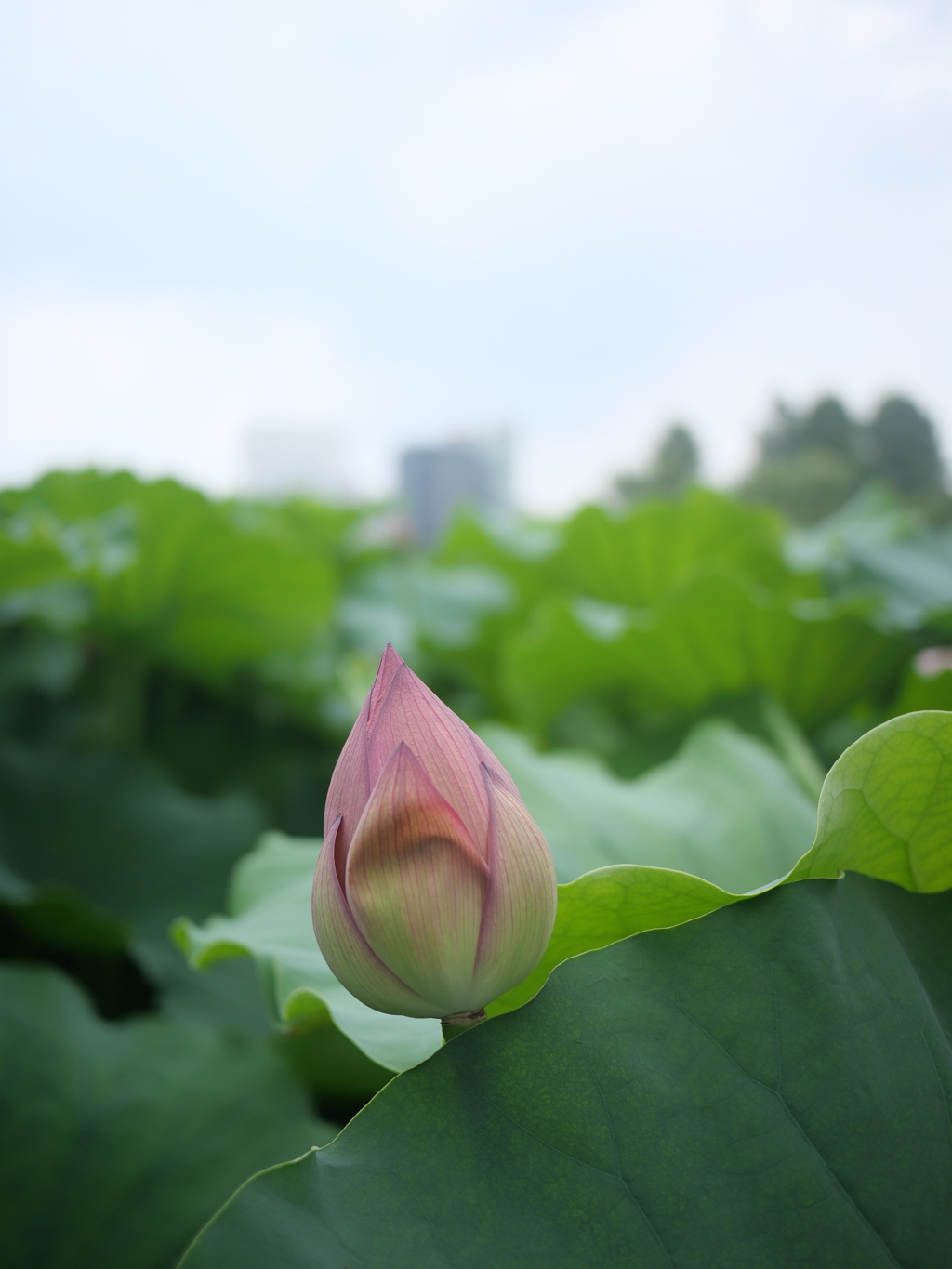 カエル目線の不忍池