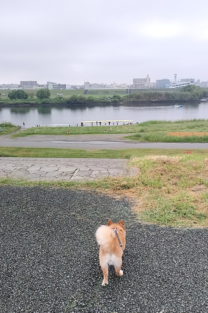 久しぶりに荒川土手
