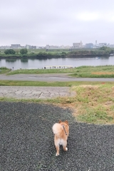 久しぶりに荒川土手