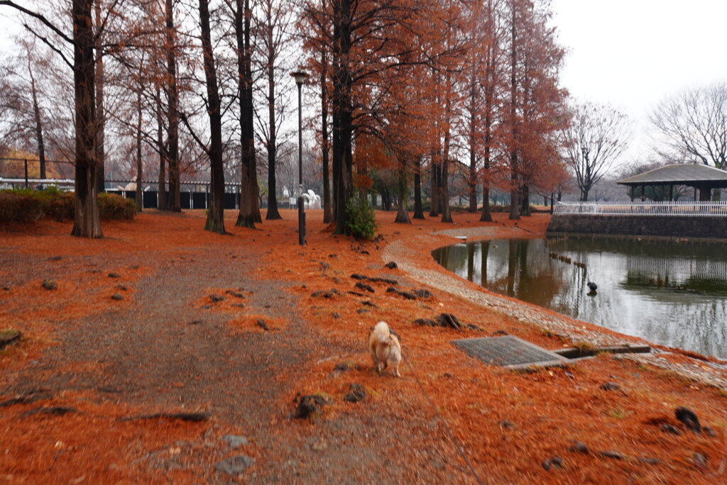 ぽんちゃんのお庭