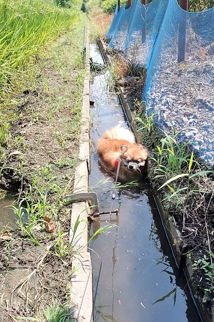 水路折り返しWWW