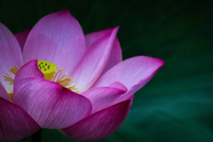 蓮の花