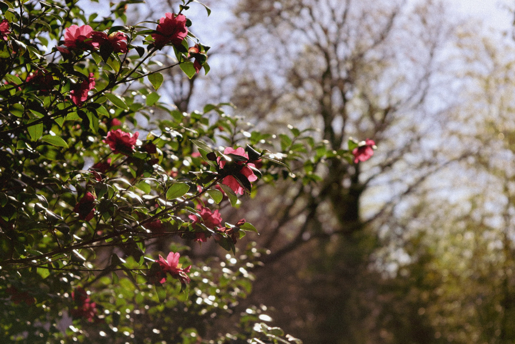 何でもない日常