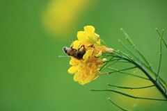 ミツバチと菜の花