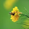 ミツバチと菜の花
