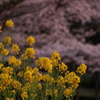 菜の花と桜