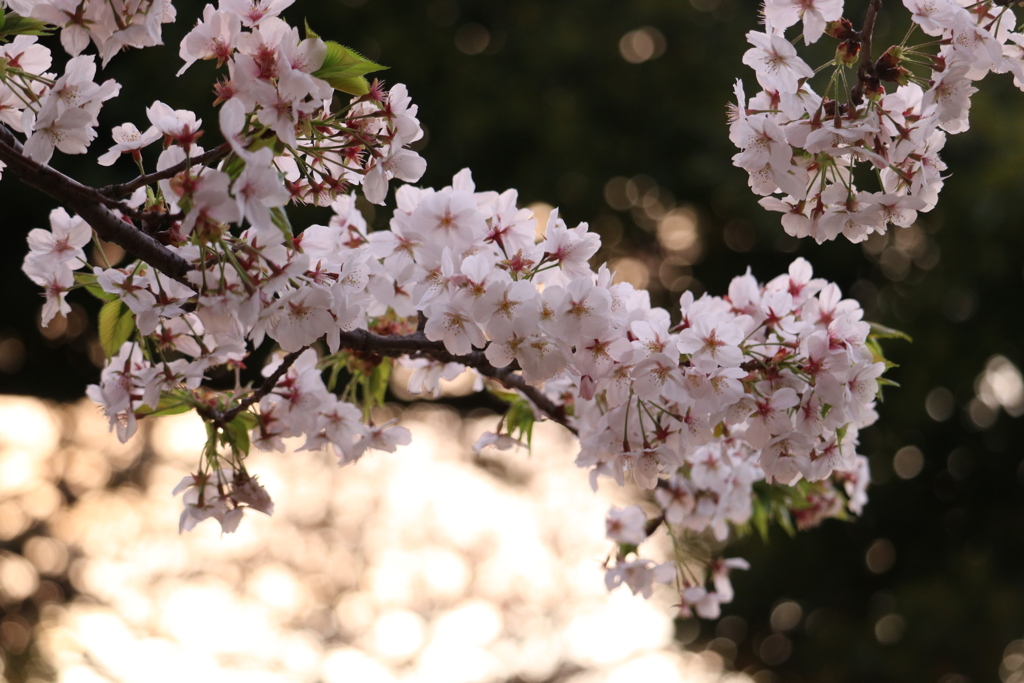 今年の桜