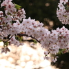 今年の桜