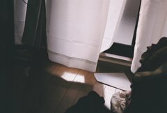 猫も僕も